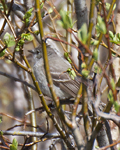 Hammonds Flycatcher 1477